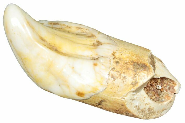 Rooted Fossil Cave Bear (Ursus) Tooth - L'Herm, France #293196